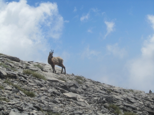 Rupicapra rupicapra balcanica - die Balkangämse-Entdeckung Nummer 6 bei unserem Olymp Abenteuer (Foto: katarina , Olympmassiv, Zentralmakedonien, Griechenland am 03.07.2014) [4247]