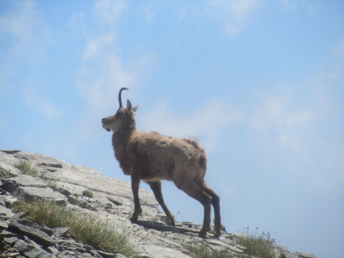 Nahaufnahme einer Balkangämse - die Hörner sehen aus wie Haken :-) (Foto: katarina , Olympmassiv, Zentralmakedonien, Griechenland am 03.07.2014) [4248]