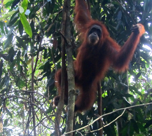 Orang Utan (Foto: katarina , Bukit Lawang, Sumatra, Indonesien am 02.02.2012) [2744]