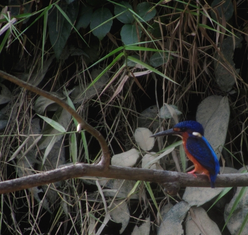 Kingfisher am Kinabatangan-Flussufer (Foto: chari , Sungai Kinabatangan, Sabah, Malaysia am 06.09.2015) [4552]