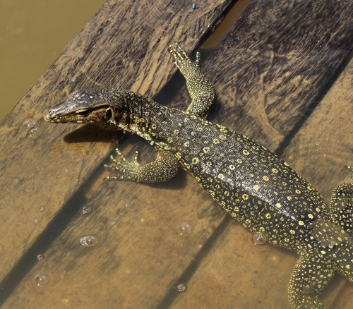Water Monitor Lizard am Oxbow-Lake (Foto: chari , Sungai Kinabatangan, Sabah, Malaysia am 23.08.2016) [4703]