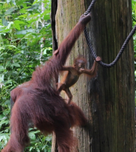 Herzallerliebst und sehr beweglich: Orang Utan Mutter mit Baby an der Fütterungsplattform (Foto: katarina , Sepilok, Sabah, Malaysia am 12.01.2017) [4791]