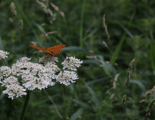 Schmetterling - Kaisermantel (Foto: chari , Vulkaneifel, Osteifel 27, Deutschland am 25.06.2017) [4852]