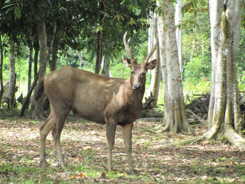 Sambar (Foto: chari , Sukau, Sabah, Malaysia am 22.02.2011) [4871]