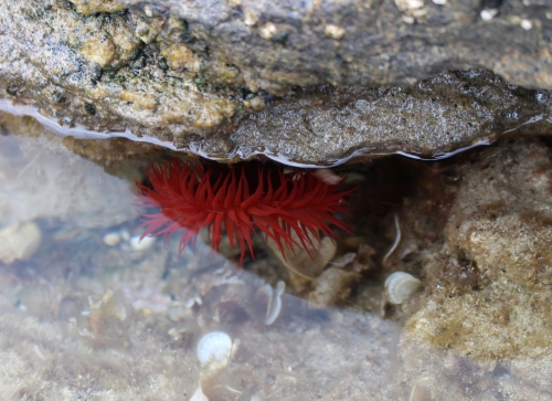 Anemone am Tour de Santa Maria (Foto: chari , Cap Corse, Korsika, Frankreich am 03.10.2017) [4876]