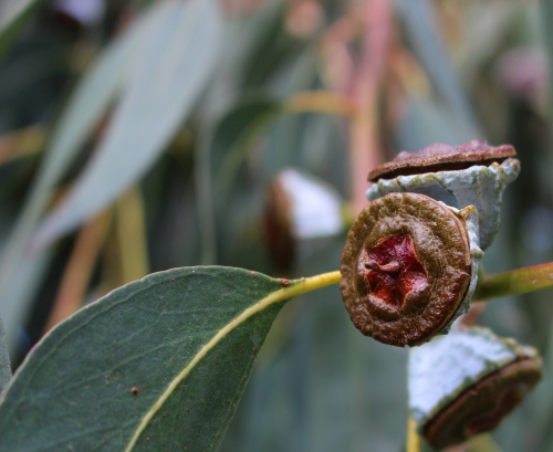 Eukalyptus (Foto: chari , Solenzara, Korsika, Frankreich am 09.06.2019) [5196]