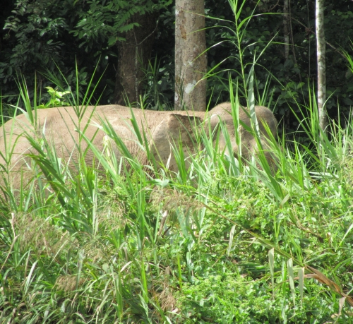 Zwergelefant (Pygmy Elephant) im Ufergras (Foto: chari , Sungai Kinabatangan, Sabah, Malaysia am 19.02.2011) [2356]