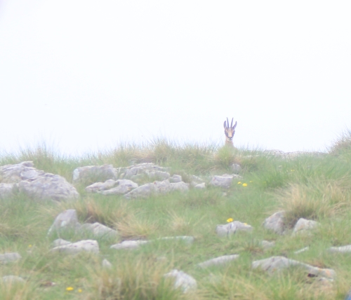 Überraschungsgast am Gipfel (Foto: chari , Astraka, Epirus, Griechenland am 18.06.2023) [5684]