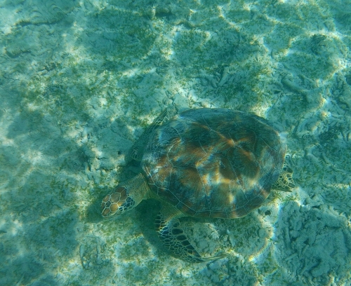 Green Turtle (Foto: chari , Gili Meno, Lombok, Indonesien am 16.07.2026) [6345]