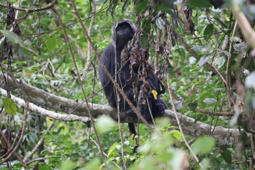 schwarze Haubenlangur-Mutter (Foto: chari , Tetebatu, Lombok, Indonesien am 25.07.2026) [6389]