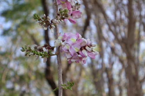 Blüten am Strand (Foto: chari , Gili Nanggu, Lombok, Indonesien am 28.07.2026) [6395]