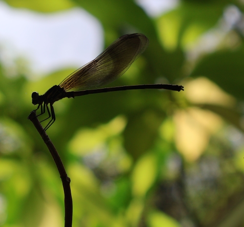 Libelle (Foto: chari , Sidemen, Bali, Indonesien am 07.08.2026) [6442]